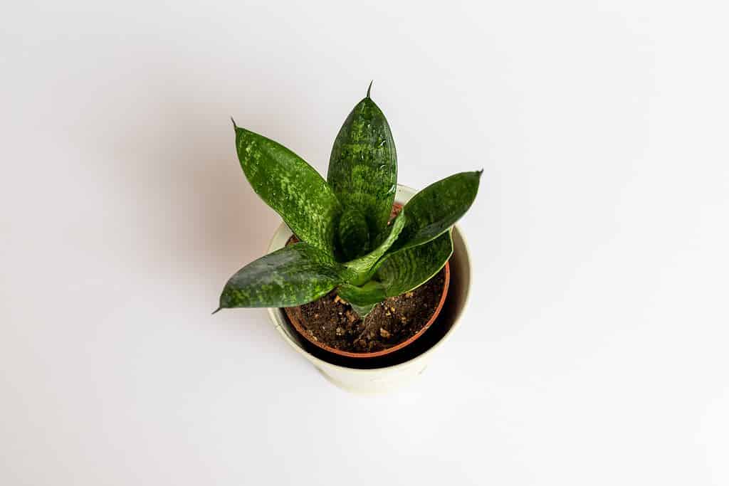 Gli uccelli Sansevieria hahnii nidificano la pianta del serpente su sfondo bianco isolato.