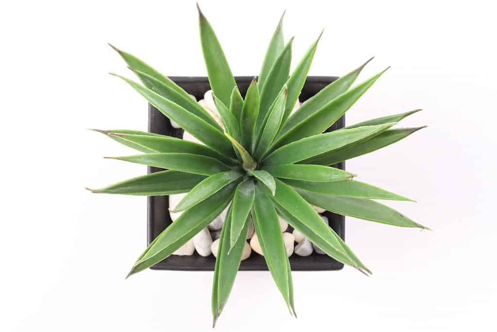 Vista dall'alto di agave in una pentola isolata su sfondo bianco.