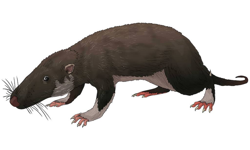 morganucodon