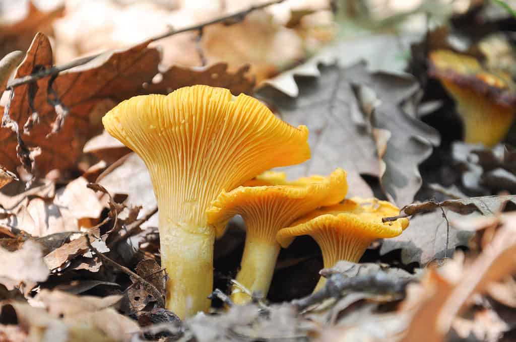 Funghi finferli allo stato brado: come trovare i finferli