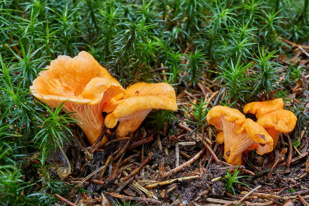 Cantharellus cibarius, finferli, finferli dorati, girolle