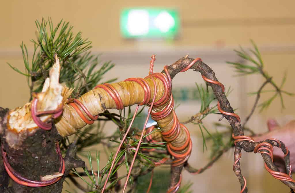 Cablaggio di un albero bonsai
