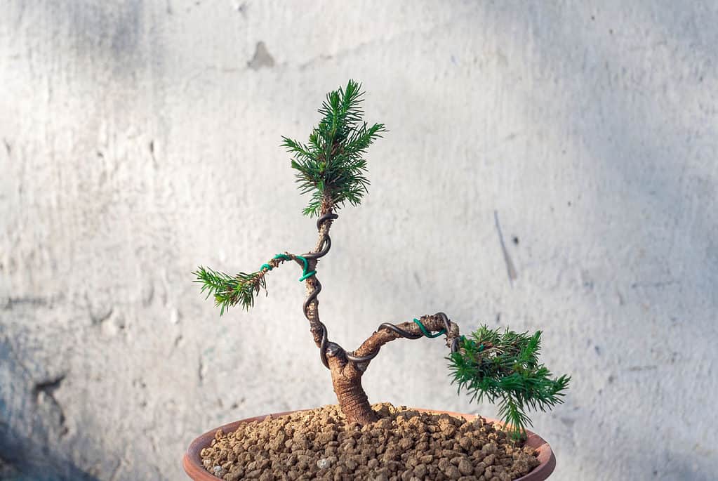 Cablaggio di un albero bonsai