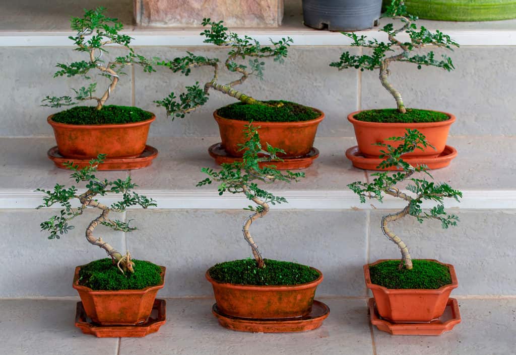 Storia e Origine dei Bonsai