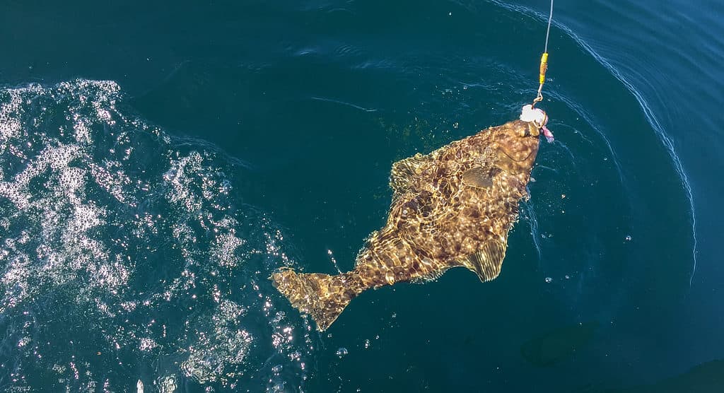 Halibut catturato da una lenza