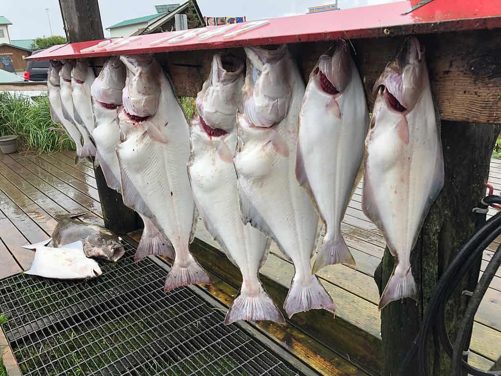 Halibut in un mercato dell'Alaska