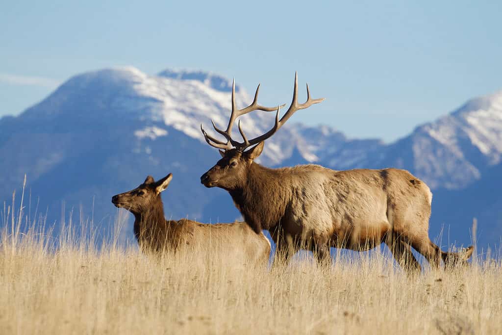 Alce americano di fronte alle Montagne Rocciose