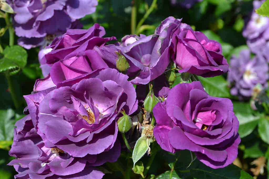 Rapsodia in rose blu che crescono in un arbusto in un giardino