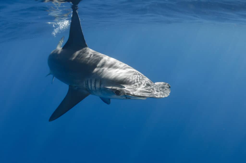 Squalo martello liscio (Sphyrna zygaena)