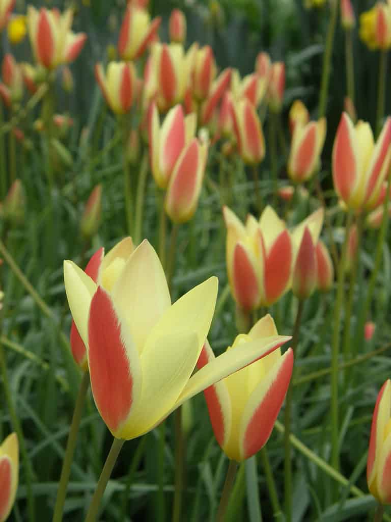 Giallo e rosso lady tulipani in un giardino
