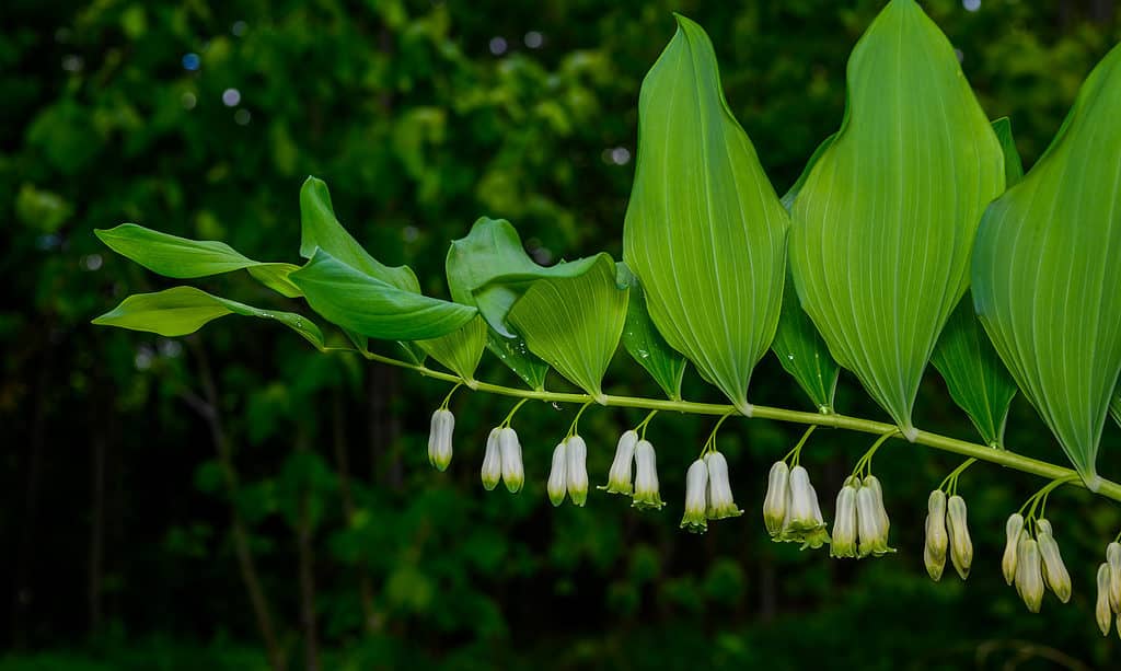 Polygonatum biflorum