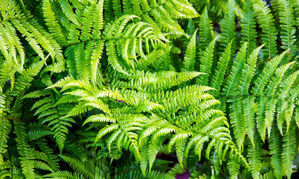 Felce felce (Pteridium aquilinum). 