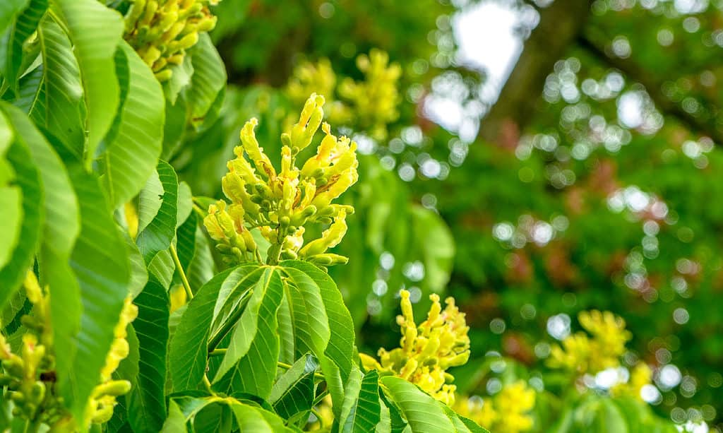 Esculo giallo