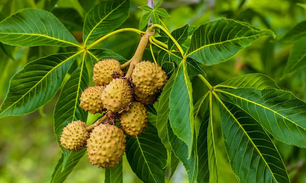 Ohio Buckeye, foglia, bellezza, bellezza naturale, botanica