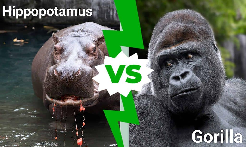 Ippopotamo contro Gorilla