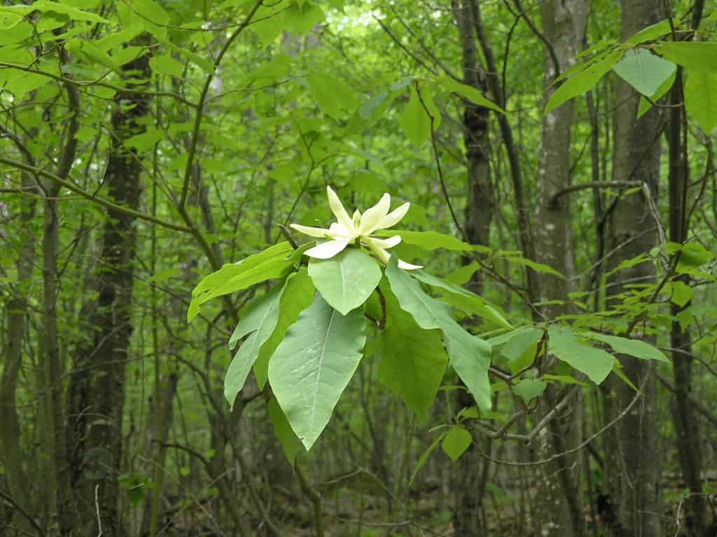 Magnolia fraseri