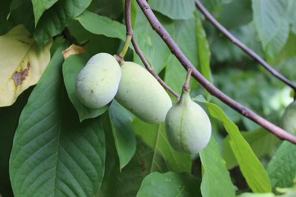 Primo piano di tre Pawpaws (frutti commestibili selvatici) che maturano sull'albero nella foresta