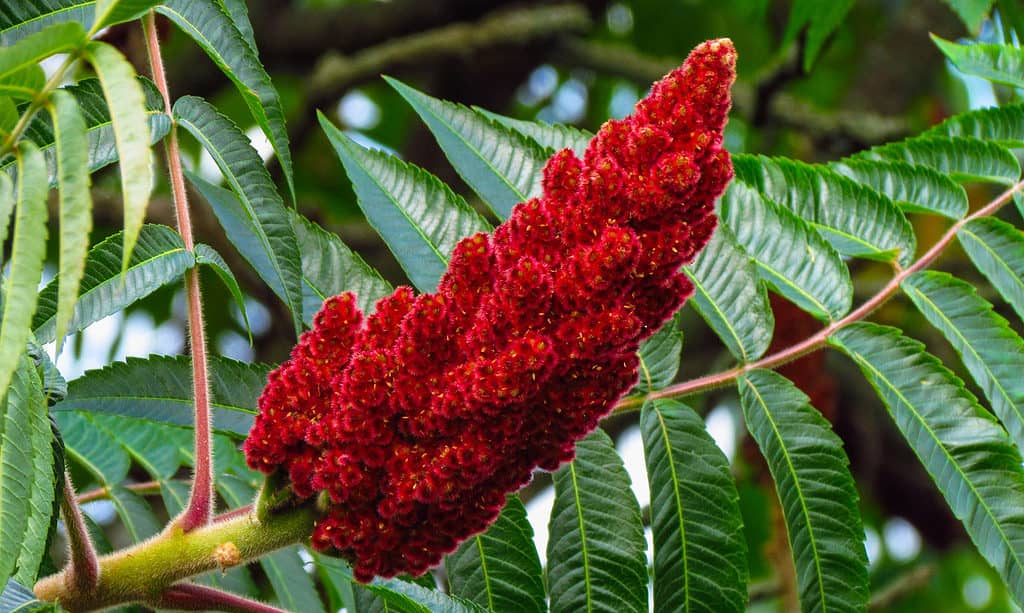 Rhus tifina
