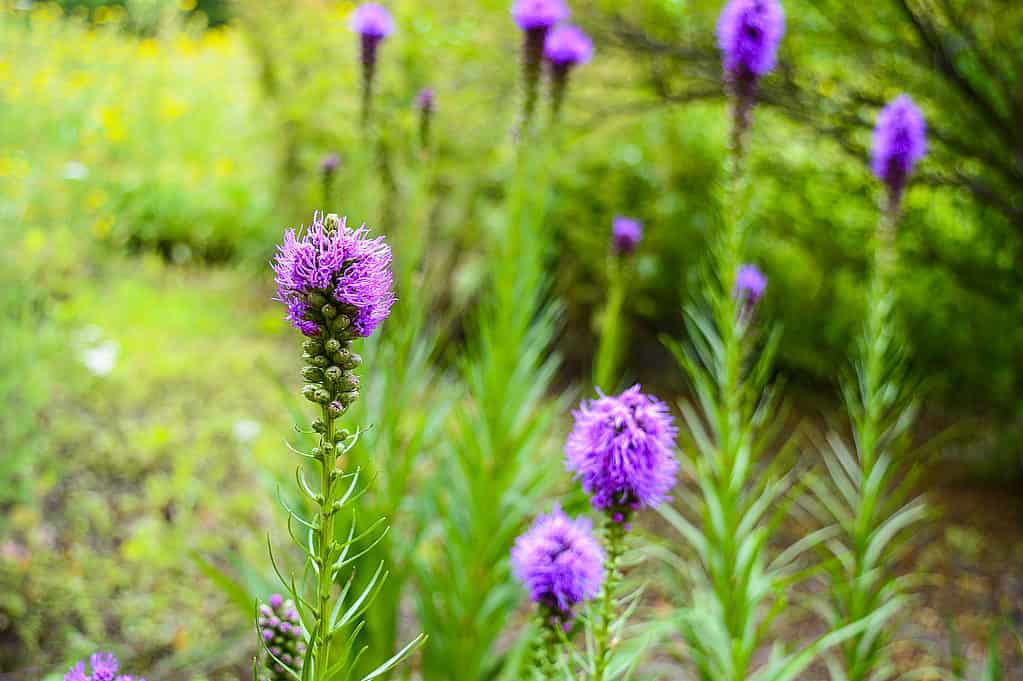 Un'elegante liatris
