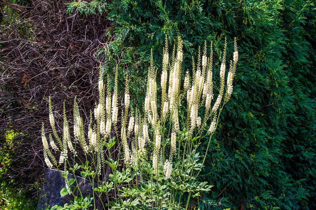 Astratto, sfondi, bellezza, bellezza naturale, fiore