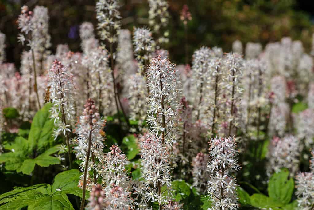 Fiore di schiuma a foglia di cuore