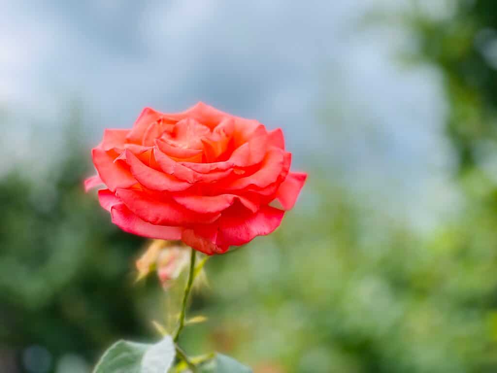 Un primo piano della rosa Tropicana arancione brillante