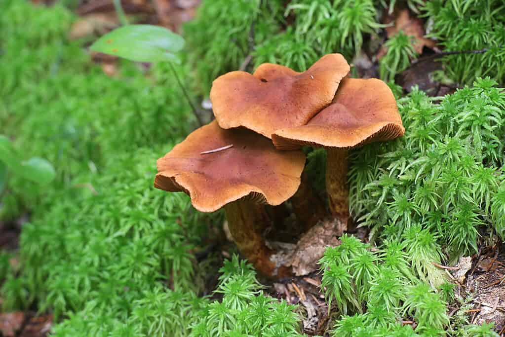 Cortinarius rubellus, noto come il micidiale webcap