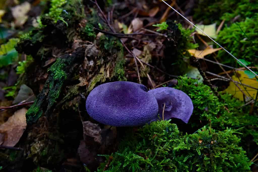Fungo violetto (Cortinarius violaceus).