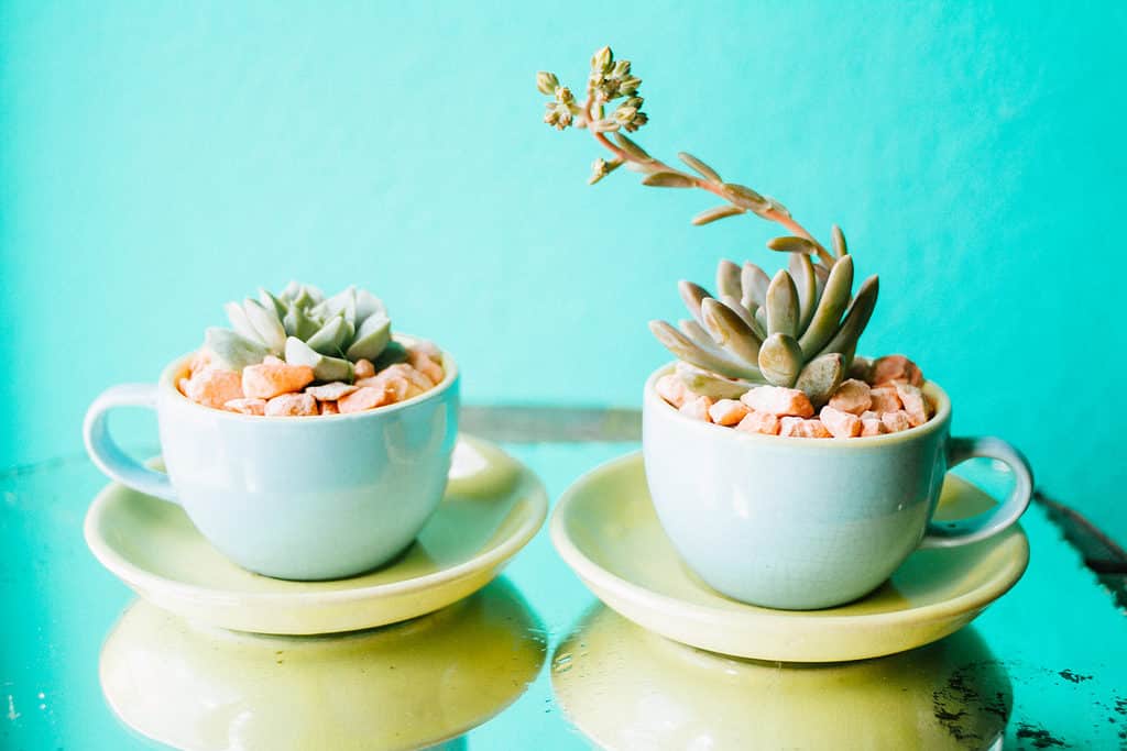 Succulente in tazze da tè pastello con riflessione.