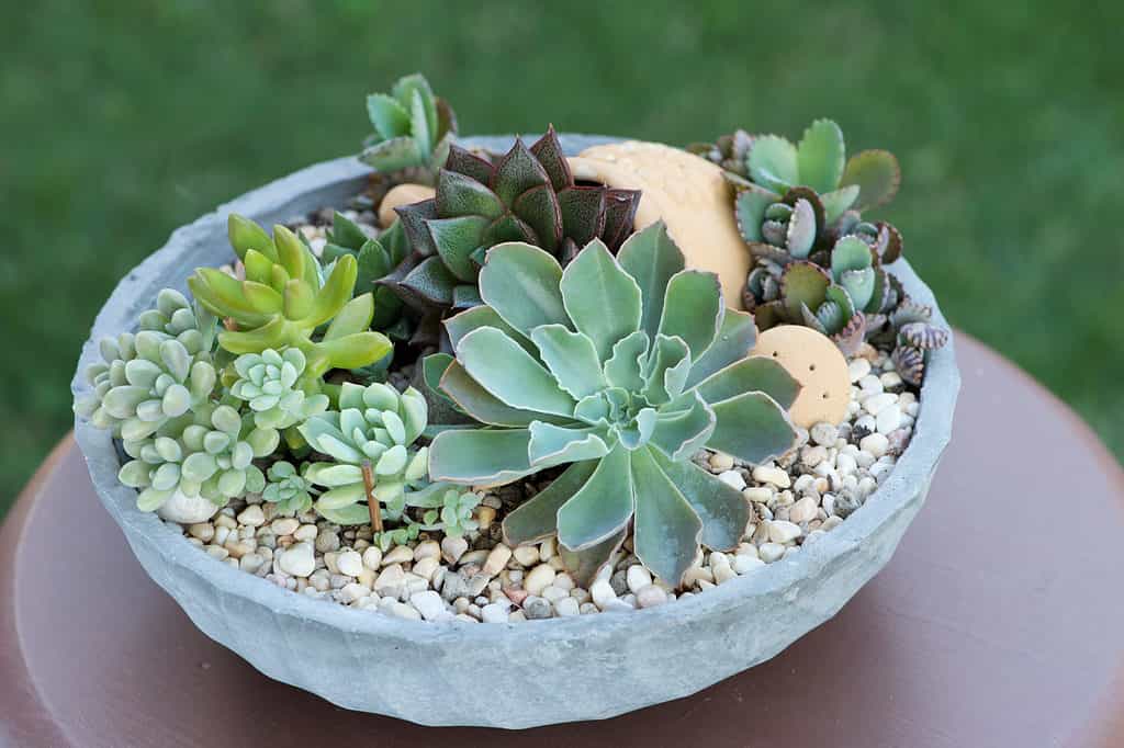 Disposizione di piante succulente fresche miste in un vaso di cemento rotondo basso con terreno coperto da ciottoli decorativi esposti su tavolo di legno. 