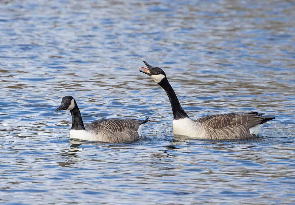 Coppia di oche del Canada (Branta canadensis) che mostra il comportamento di accoppiamento