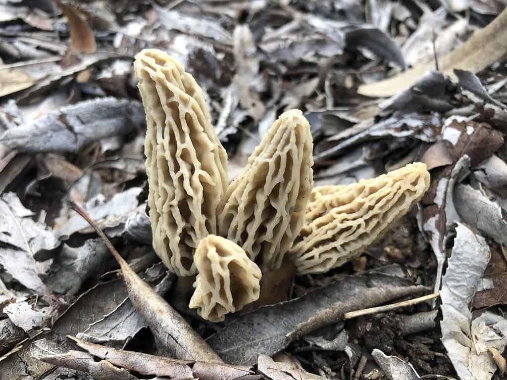 Morchella rufobrunnea, spugnola