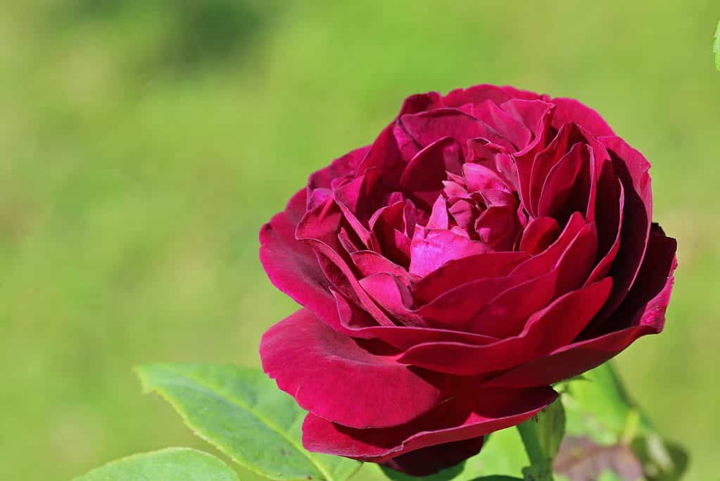 Un primo piano del vibrante rosso Souvenir Du Docteur Jamain è salito su uno sfondo verde