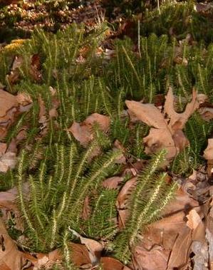 Huperzia lucidula, lo splendente firmoss o splendente clubmoss