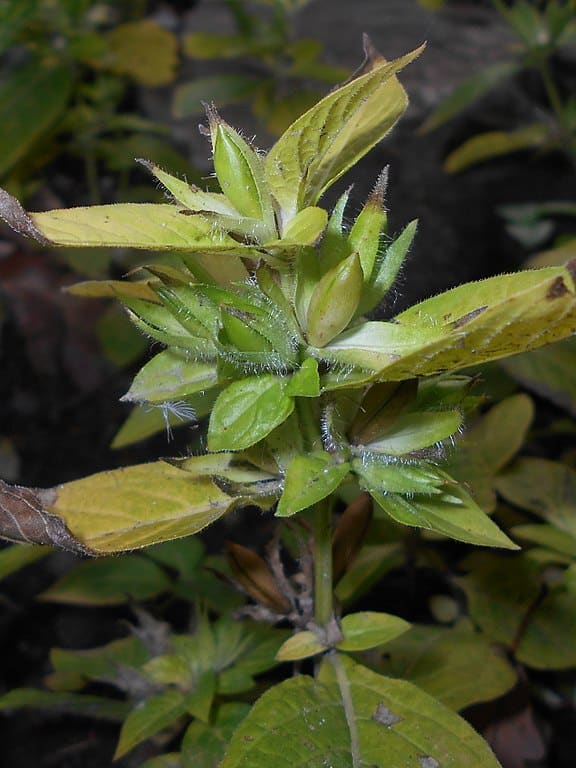 Ruellia strepens
