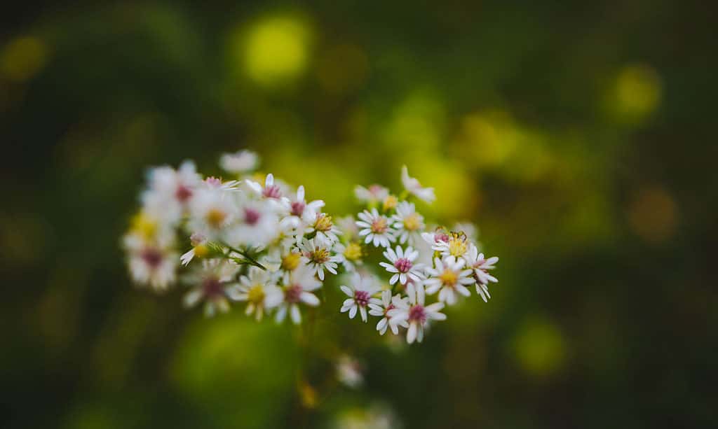 Aster, campo agricolo, bellezza, fiore, mazzo