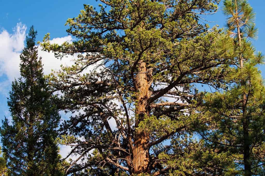 Ammirazione, clima arido, bellezza, biodiversità, botanica