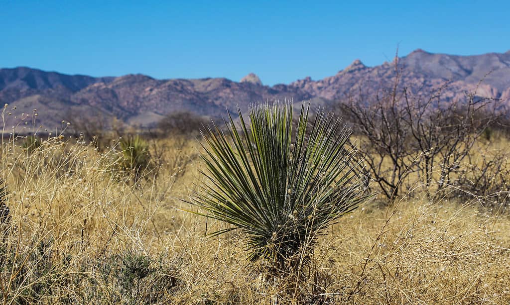 Yucca elata