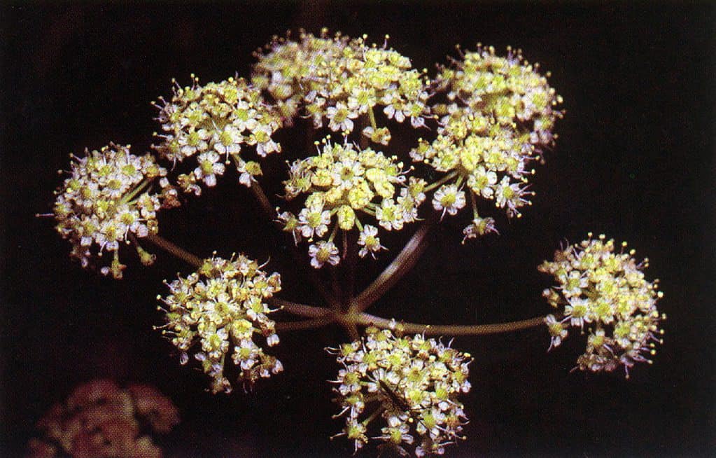 Cicuta douglasii, la cicuta d'acqua occidentale