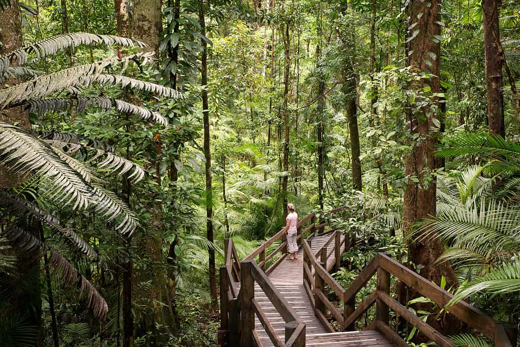 Foresta pluviale di Daintree