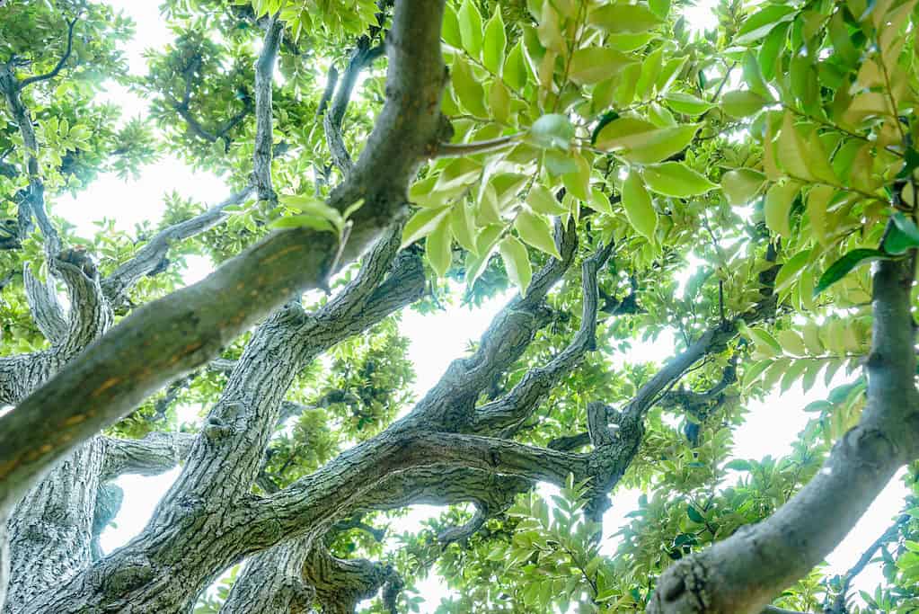 Albero di Chinquapin giapponese