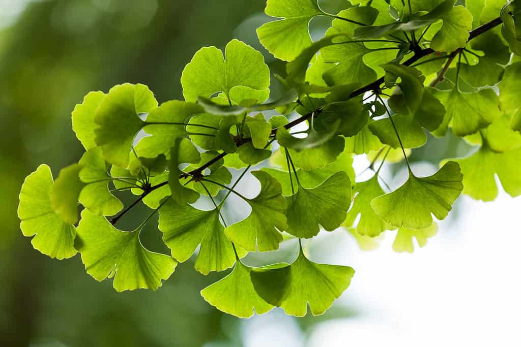 Primo piano sull'albero di Ginkgo Biloba