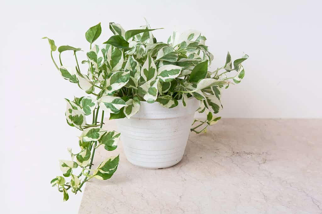 Perle e pothos di giada