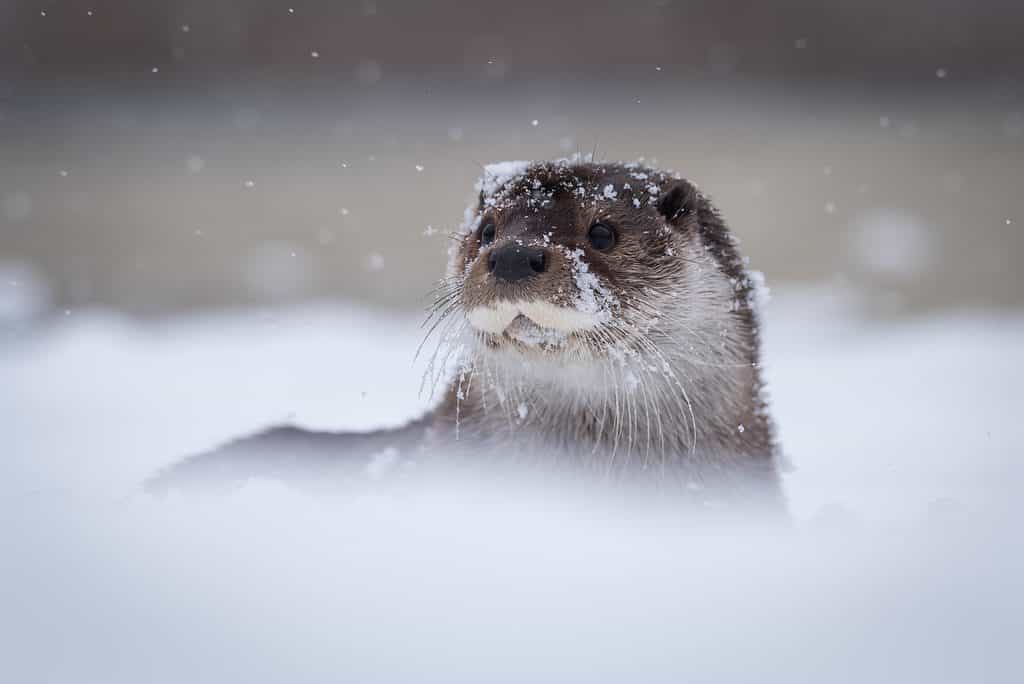 Lontra di fiume nella neve invernale