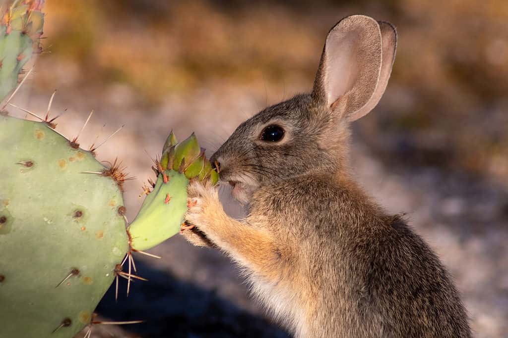 Un giovane coniglio di silvilago del deserto nel deserto di Sonora che mangia i fiori del fiore del cactus del fico d'india nella luce del mattino presto.  Simpatico coniglietto da vicino in habitat naturale.  Contea di Pima, Tucson, Arizona, Stati Uniti.