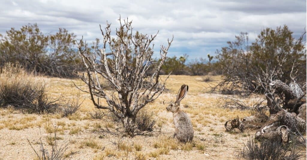 jackrabbit seduto nel campo di alberi morti