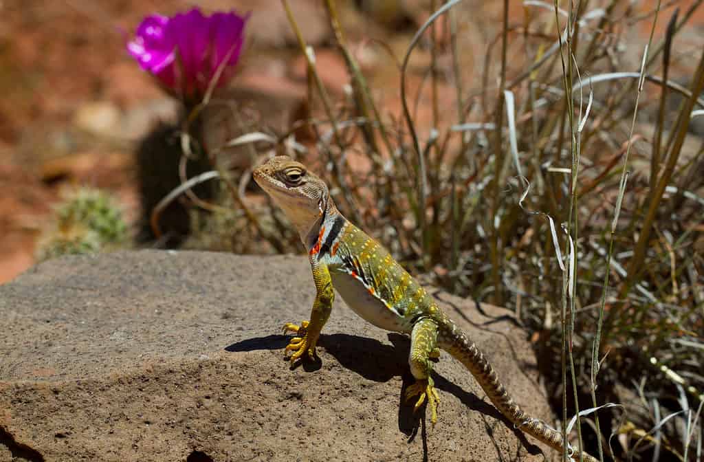 Lucertola dal collare che espone al sole in Arizona