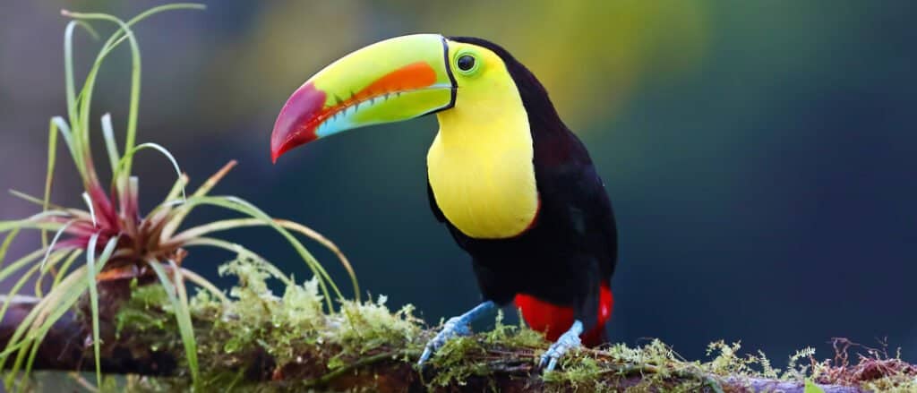 tucano colorato sul ramo
