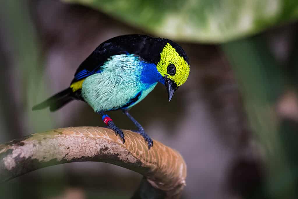 tangara del paradiso