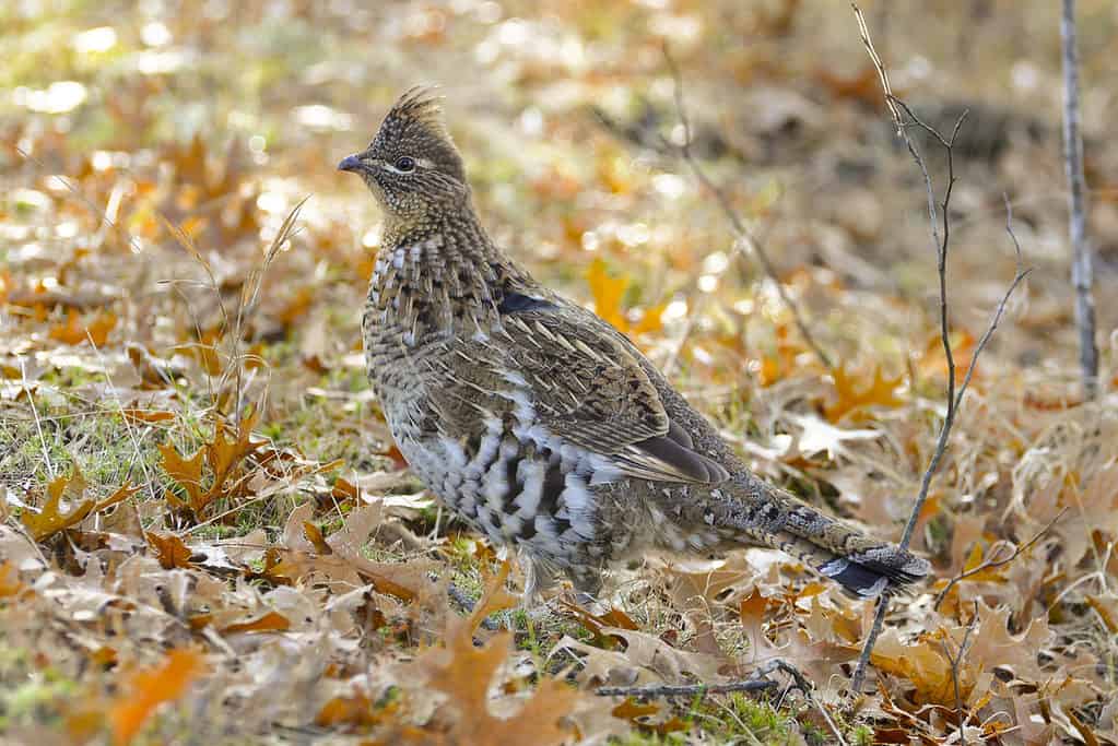 gallo cedrone